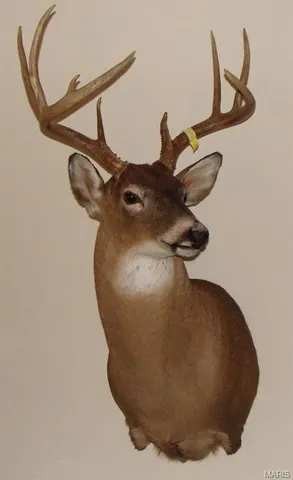 $2,950,000 | 3800 Cr-4080, Salem, MO 65560