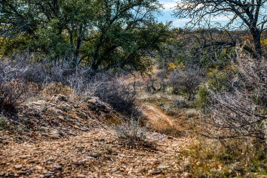 515 Reeves Road Graham, TX 76450 - Photo 11 of 40 a view of a forest with trees