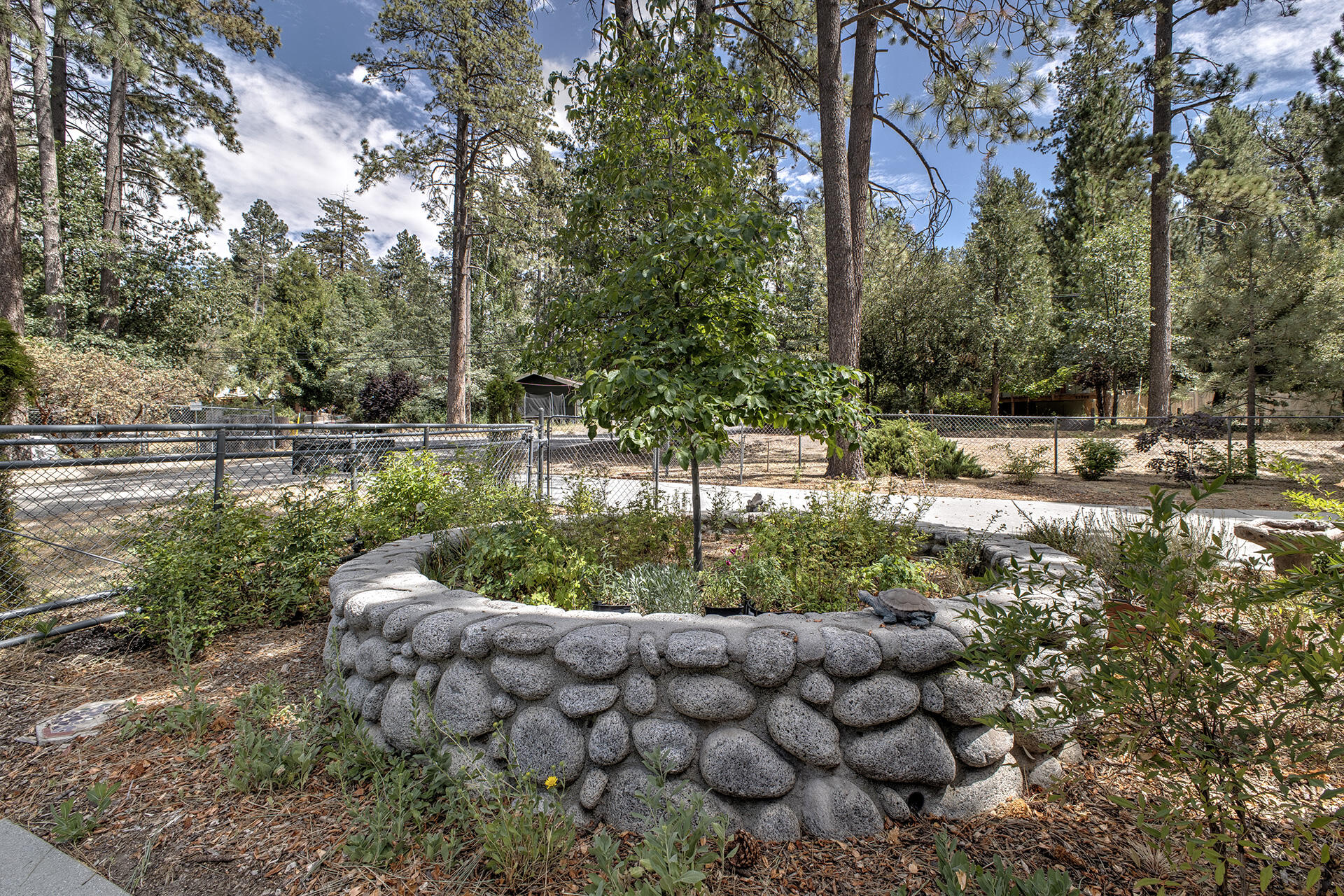53394 Tollgate Road Idyllwild, CA 92549 - Photo 12 of 53 a garden with lots of trees