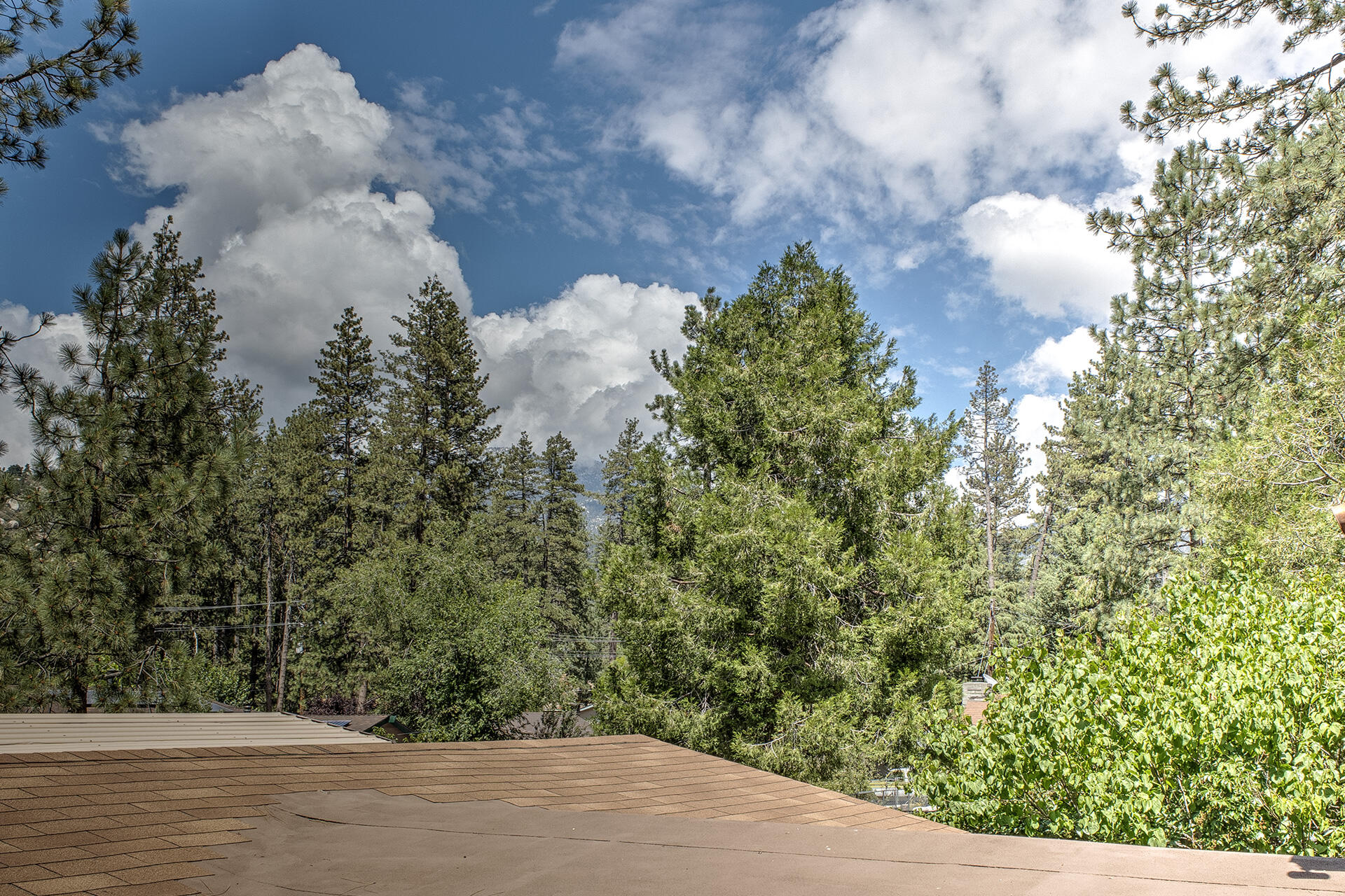 53394 Tollgate Road Idyllwild, CA 92549 - Photo 41 of 53 a view of a plant in a yard