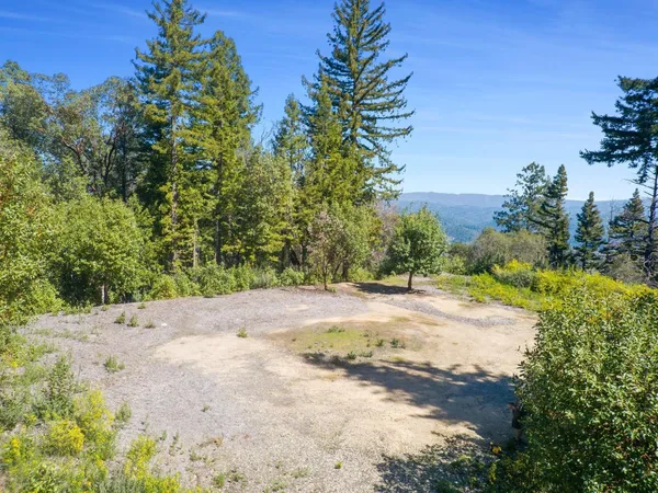 a view of a yard with plants and trees