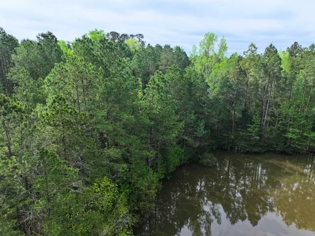 a view of a lake in middle of forest