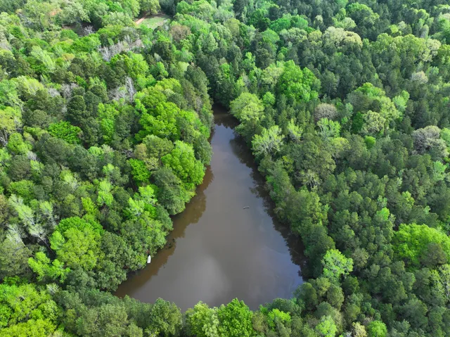 a view of a garden with plants