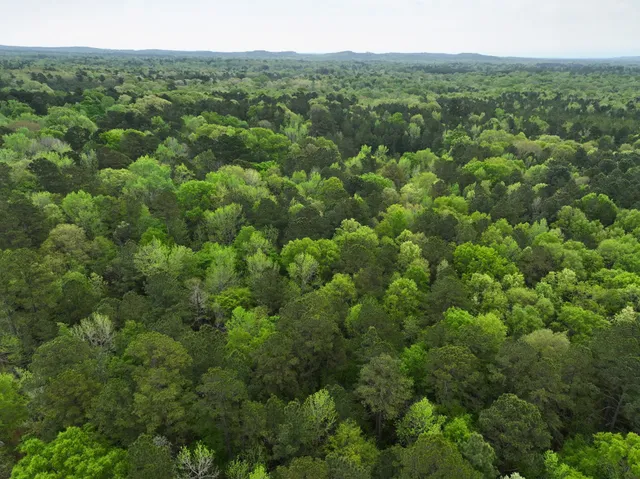 a view of a city with lush green forest
