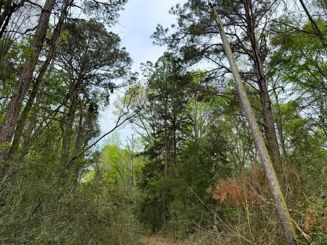 a view of a tree in a yard