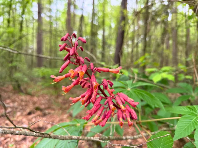 a aerial view of yard