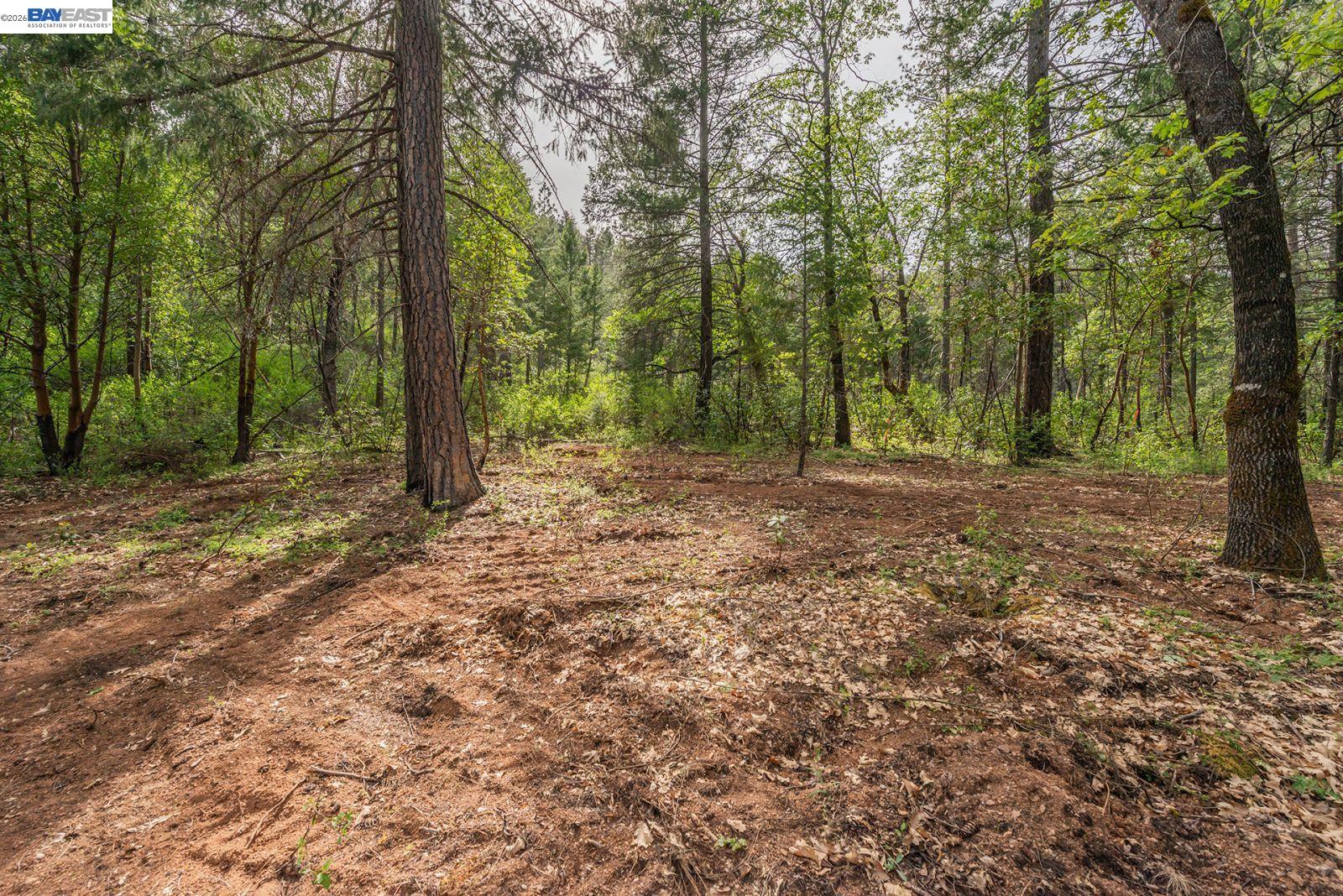 1780 Dutch Creek Road Junction City, CA 96048 - Photo 11 of 38 a view of a yard with trees