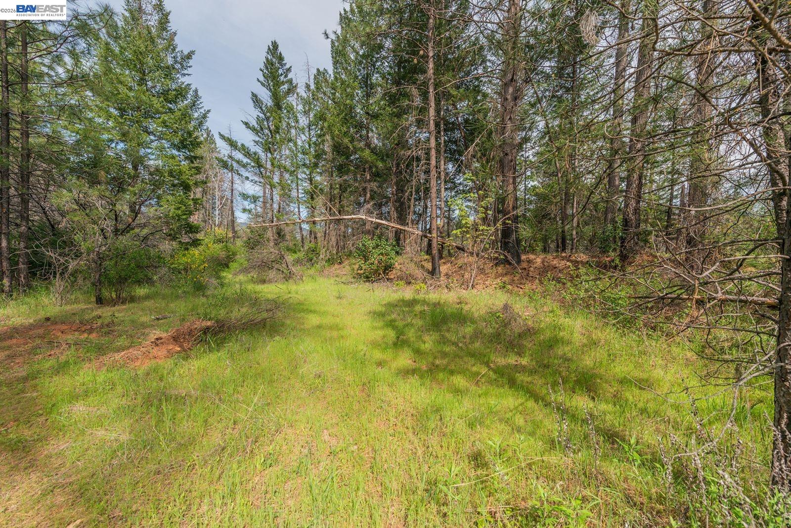 1780 Dutch Creek Road Junction City, CA 96048 - Photo 12 of 38 a view of yard with green space
