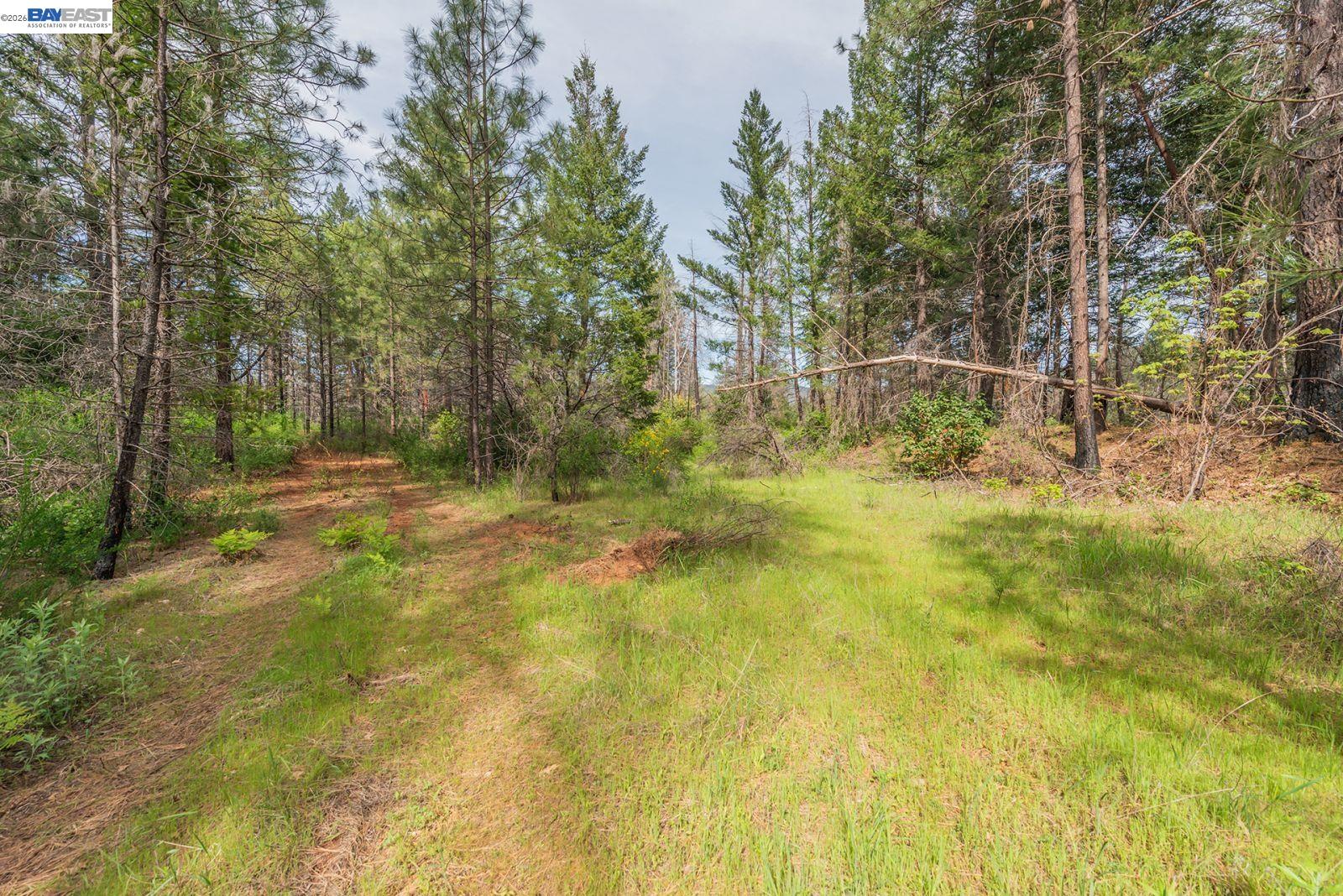 1780 Dutch Creek Road Junction City, CA 96048 - Photo 13 of 38 a view of backyard with green space