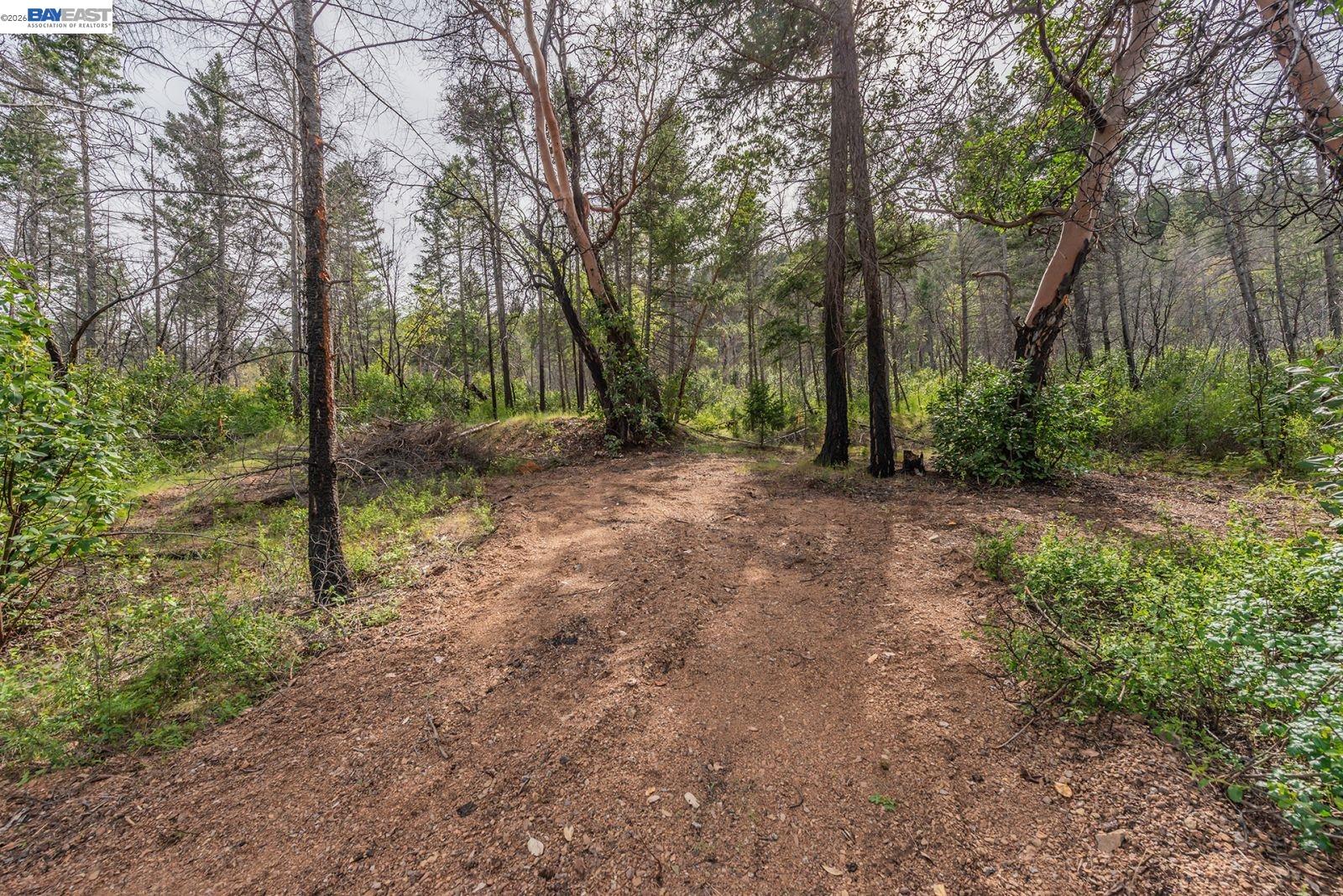 1780 Dutch Creek Road Junction City, CA 96048 - Photo 17 of 38 a view of a forest with trees