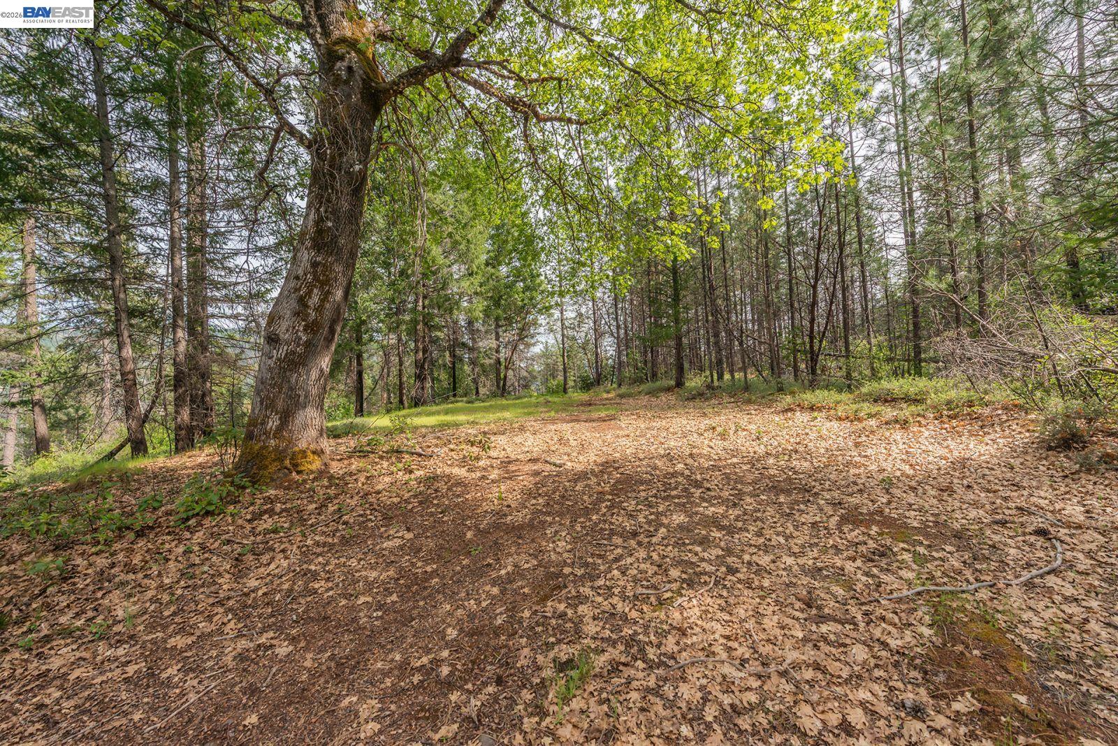 1780 Dutch Creek Road Junction City, CA 96048 - Photo 18 of 38 a view of outdoor space with trees
