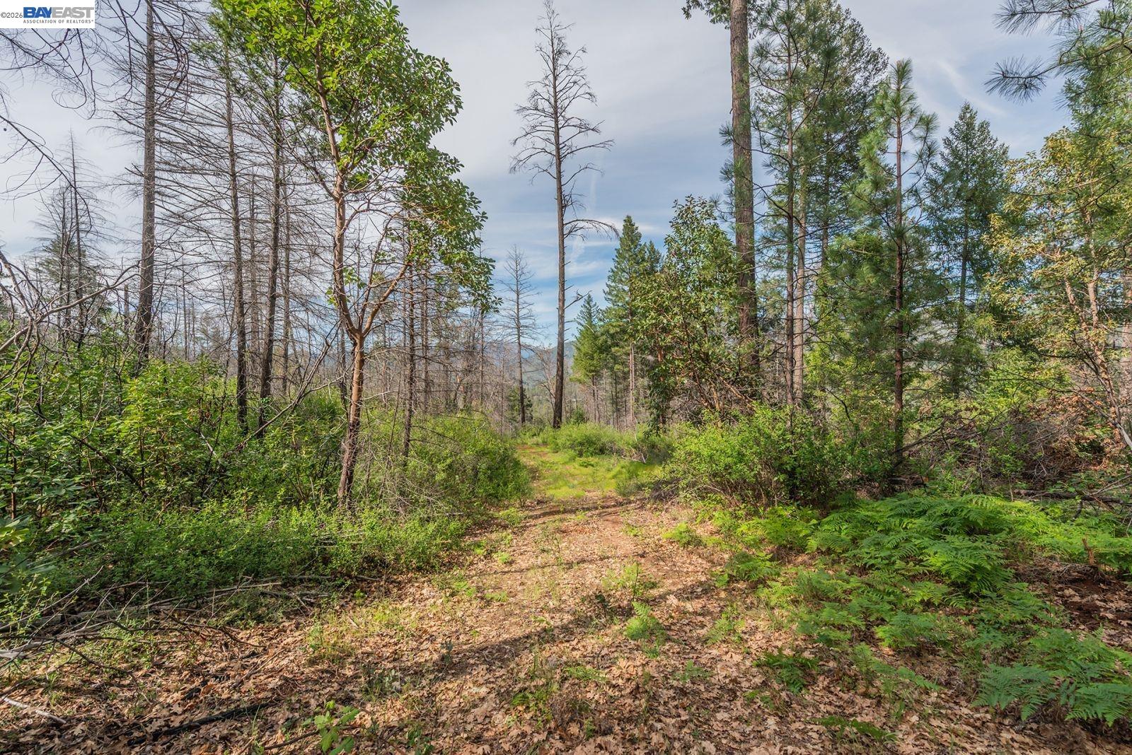 1780 Dutch Creek Road Junction City, CA 96048 - Photo 20 of 38 a big yard with lots of green space