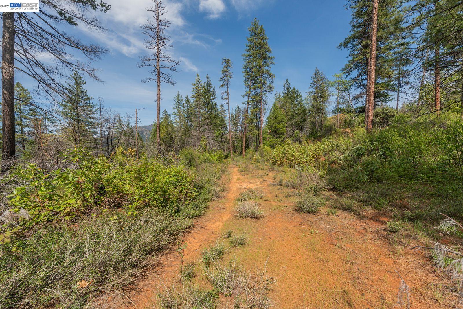 1780 Dutch Creek Road Junction City, CA 96048 - Photo 25 of 38 a view of a yard with trees