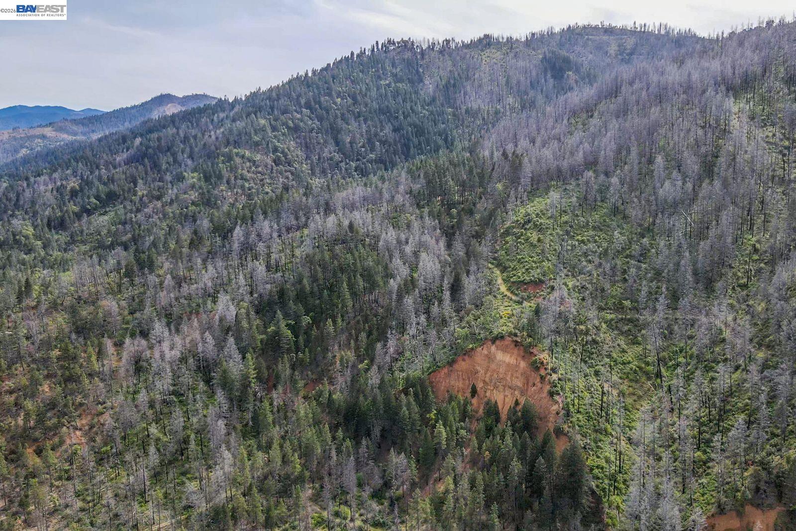 1780 Dutch Creek Road Junction City, CA 96048 - Photo 29 of 38 a view of a forest
