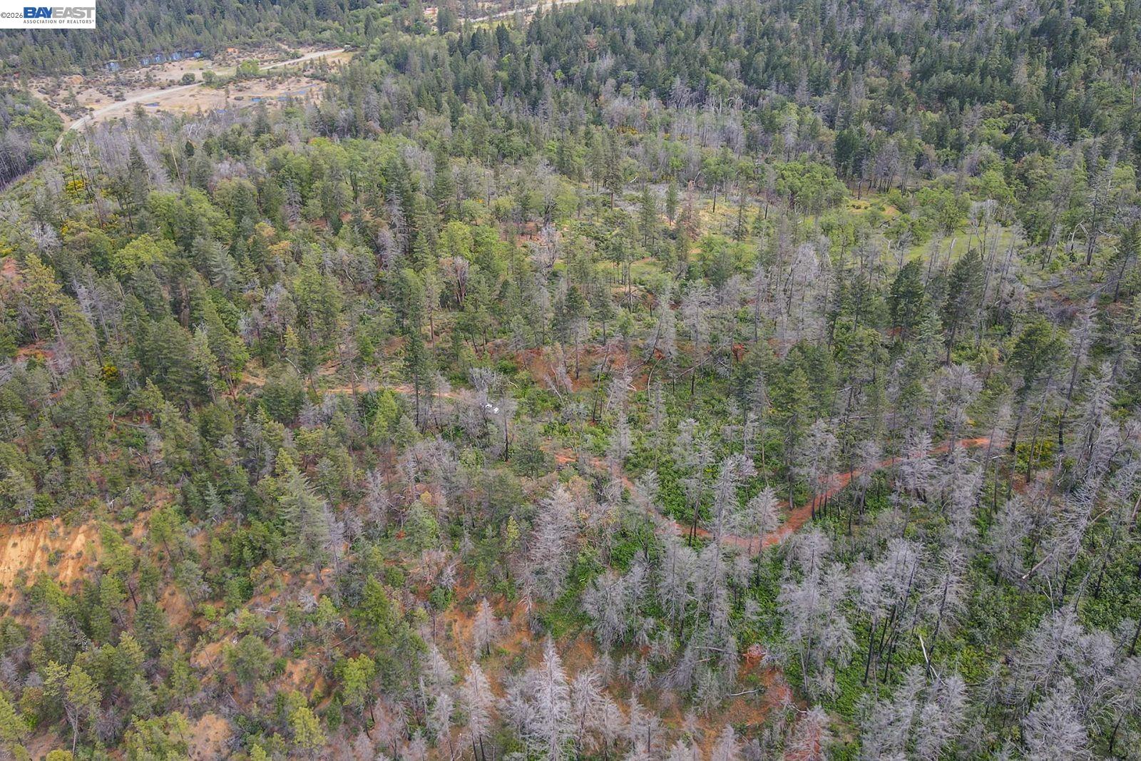 1780 Dutch Creek Road Junction City, CA 96048 - Photo 30 of 38 a close view of a forest