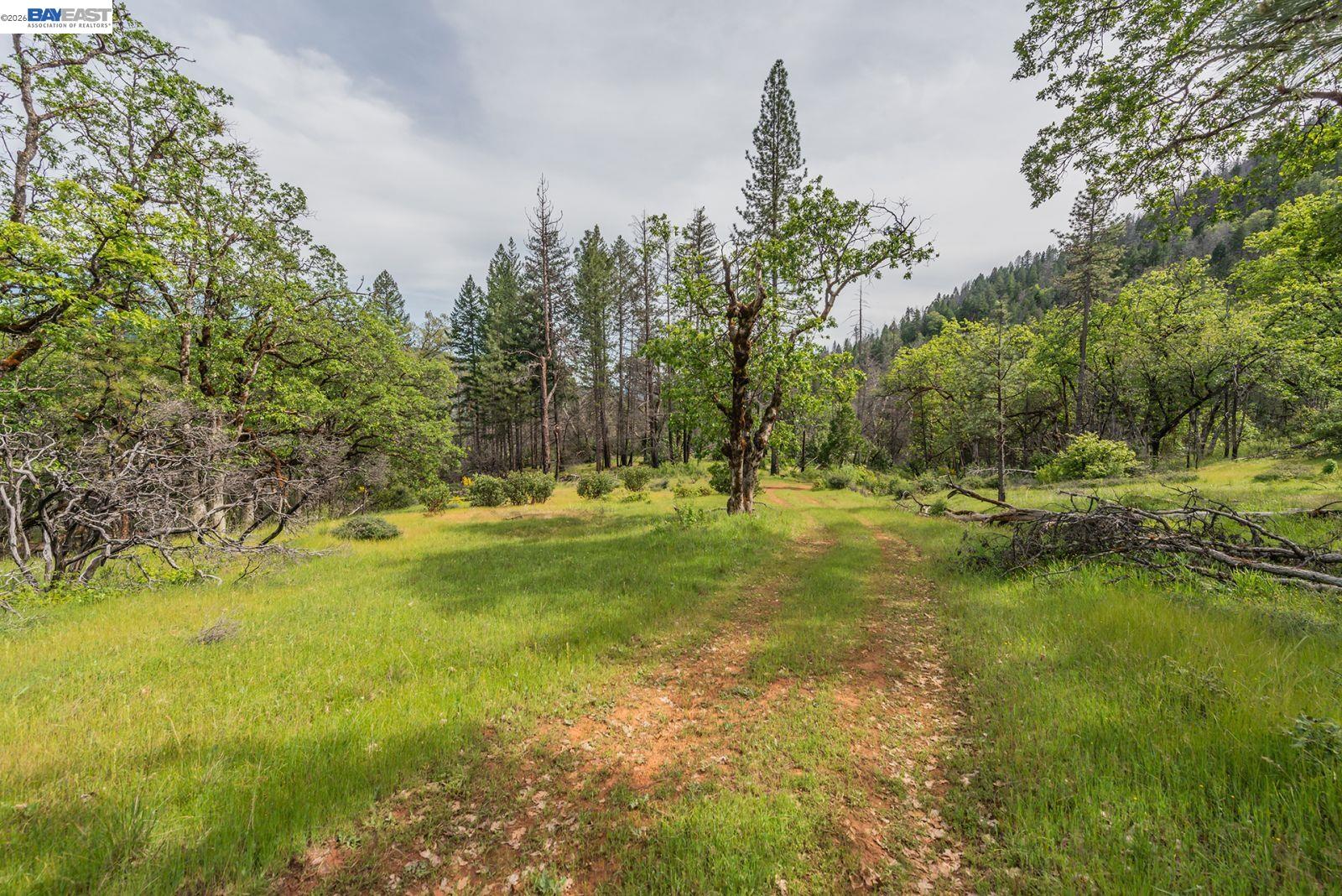1780 Dutch Creek Road Junction City, CA 96048 - Photo 8 of 38 a view of yard with green space