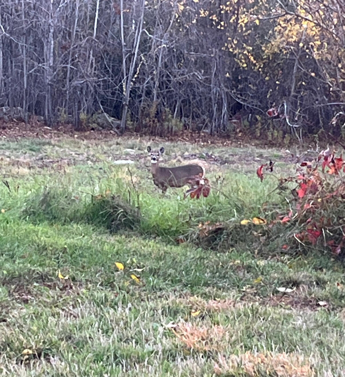 32 Dillon Road Harrison, ME 04040 - Photo 66 of 67 IMG_3740