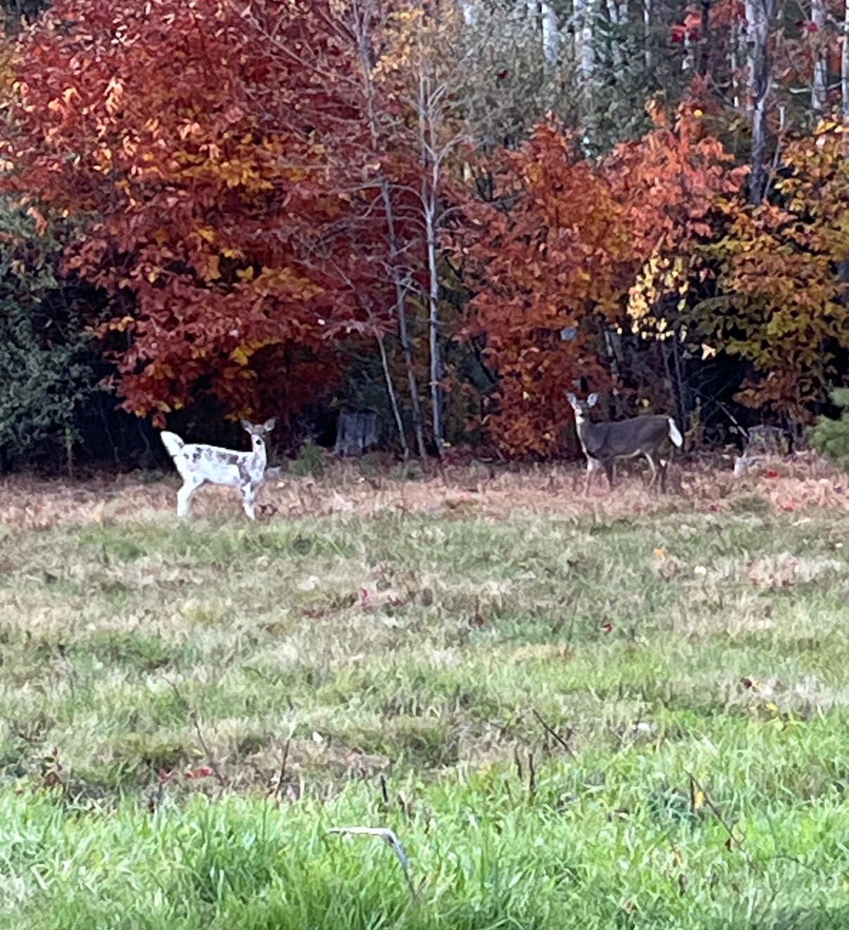 32 Dillon Road Harrison, ME 04040 - Photo 67 of 69 IMG_3741