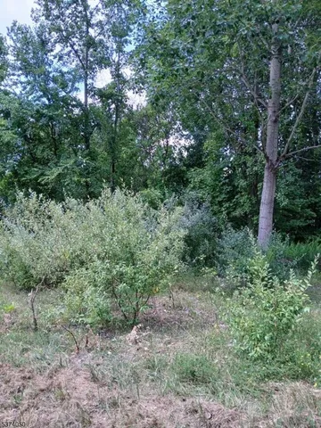 a view of a lush green forest