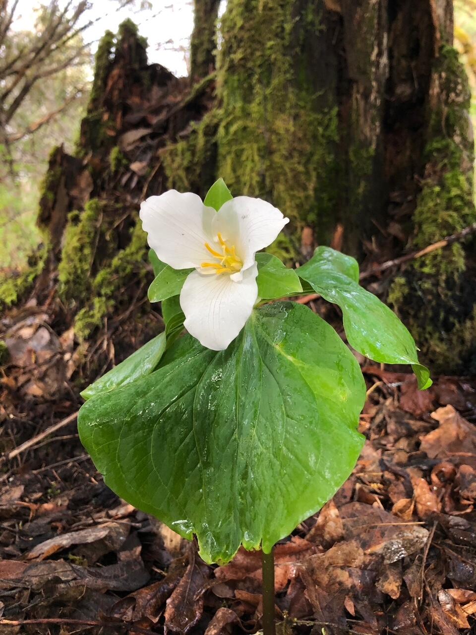 52 Dodes Creek Road Trail, OR 97541 - Photo 102 of 110 Native Plants