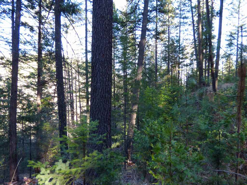 0 Greenhorn Road Yreka, CA 96097 - Photo 12 of 17 Gallery Image 12