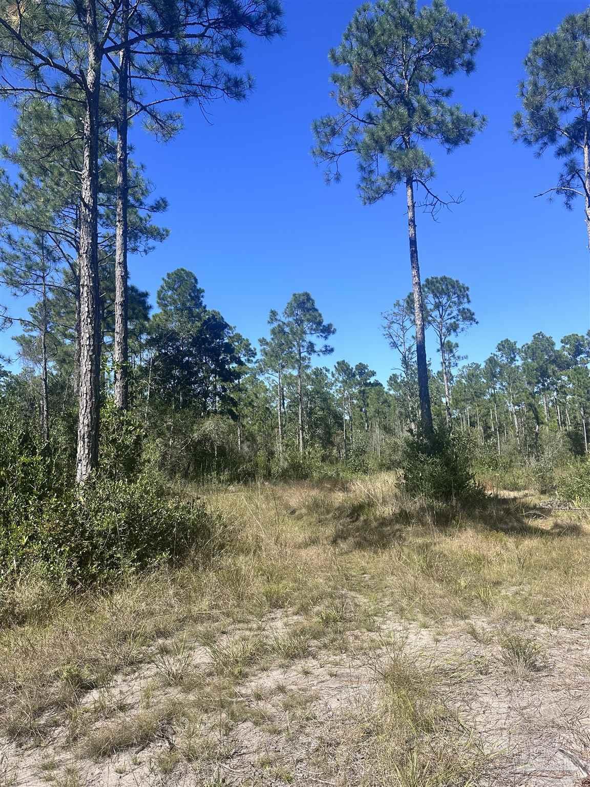 Robinson Point Road Milton, FL 32583 - Photo 11 of 16