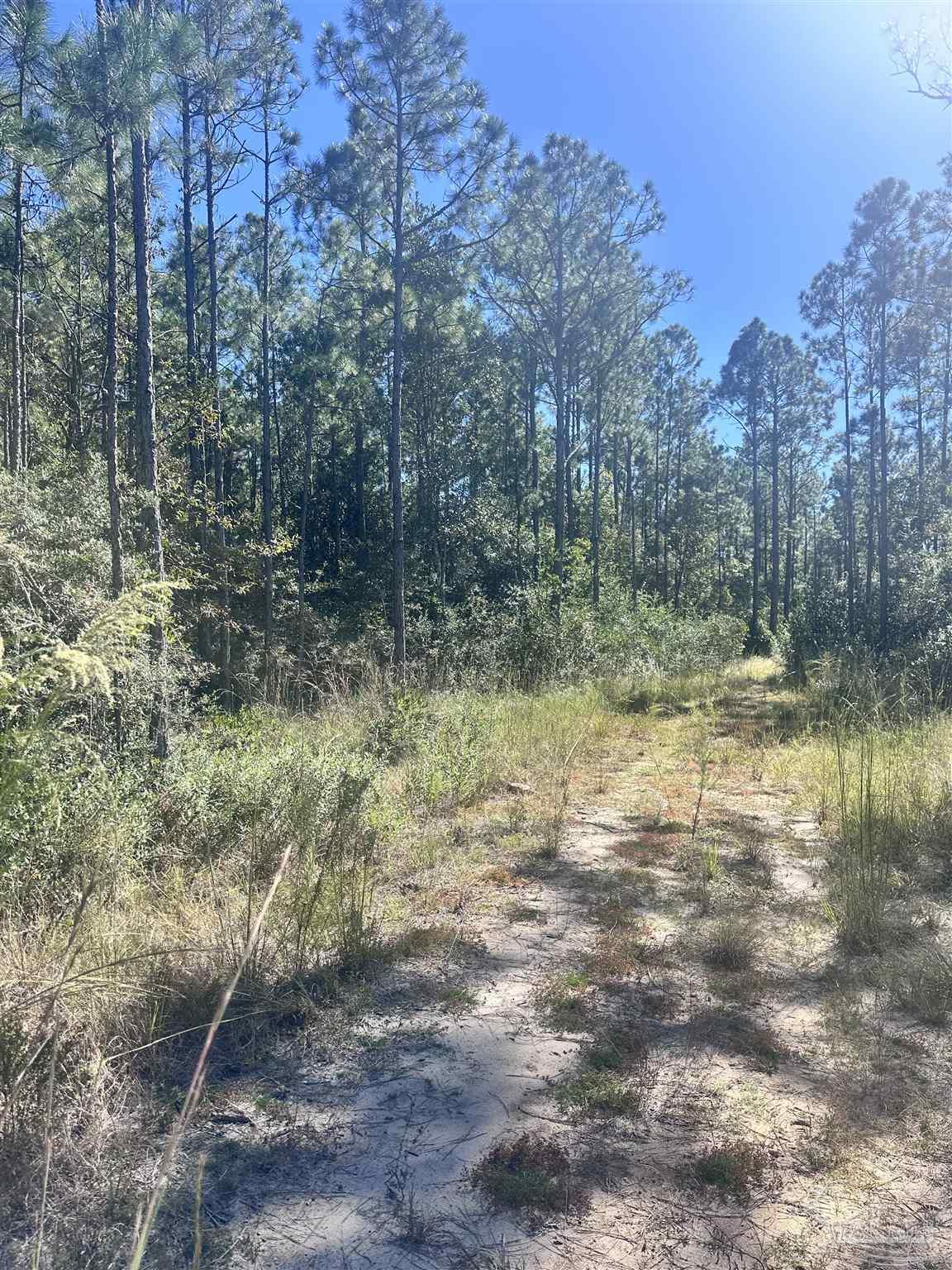 Robinson Point Road Milton, FL 32583 - Photo 13 of 16
