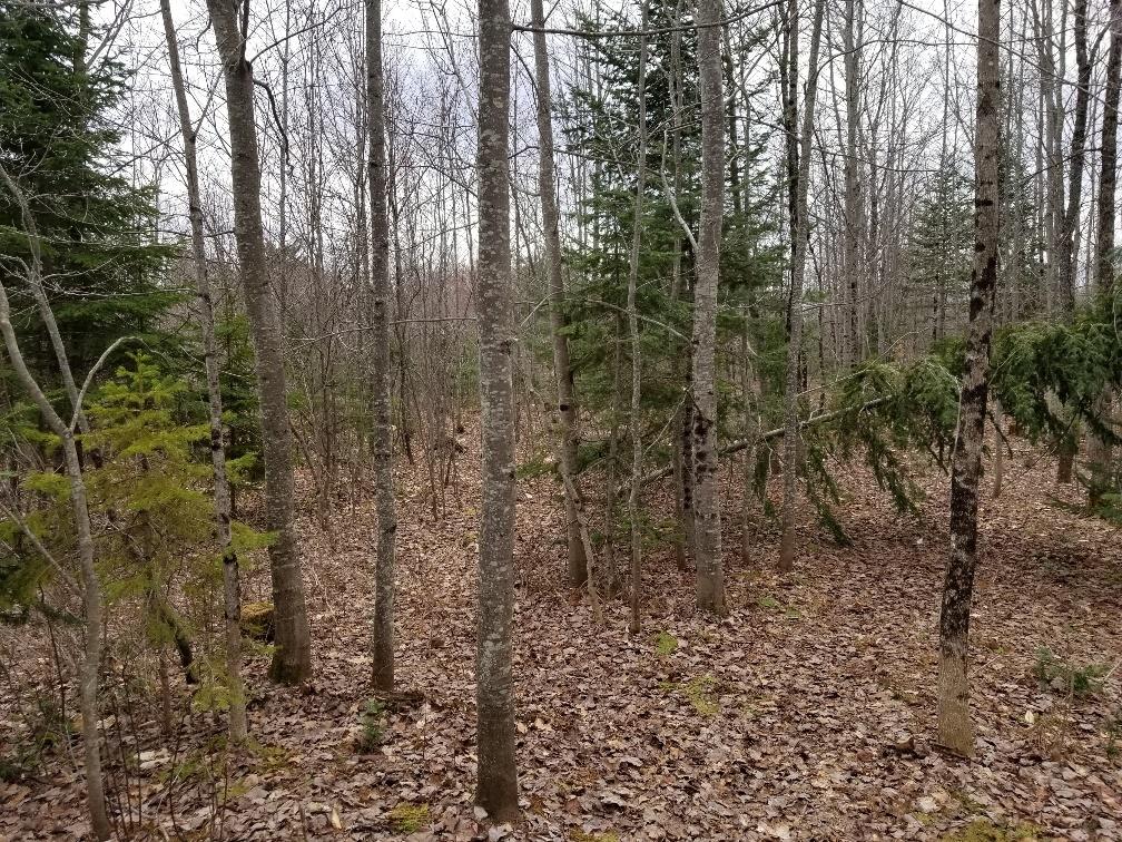 0 Weeks Mills Road New Sharon, ME 04955 - Photo 10 of 38 Hardwood 3