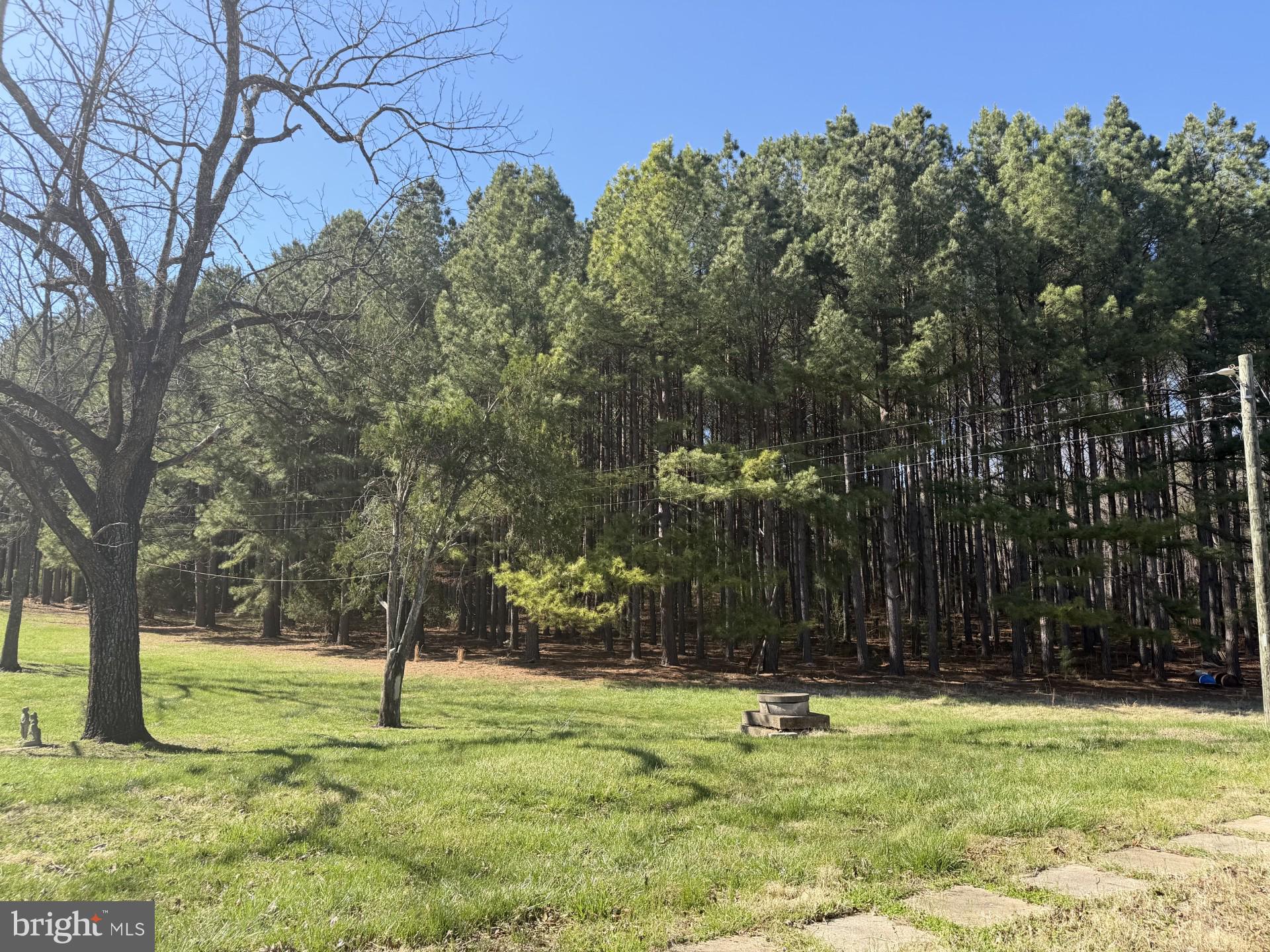 7129 Tanglewood Road Spotsylvania, VA 22551 - Photo 2 of 2 Mature Pine Trees