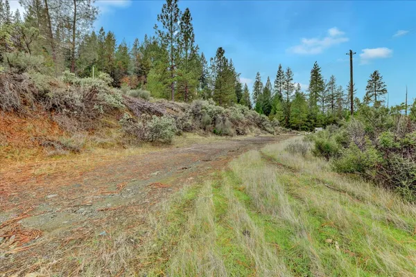 a view of dirt yard with a large tree