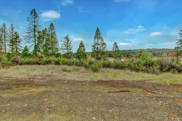 a view of a forest with a lush green forest