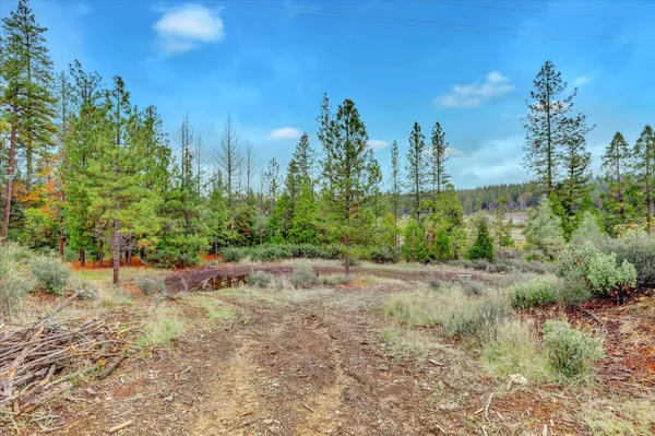 a view of a dry yard with trees in the background