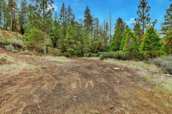 a view of a yard with trees