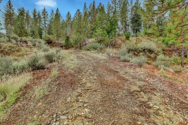 a view of a forest with trees in the background