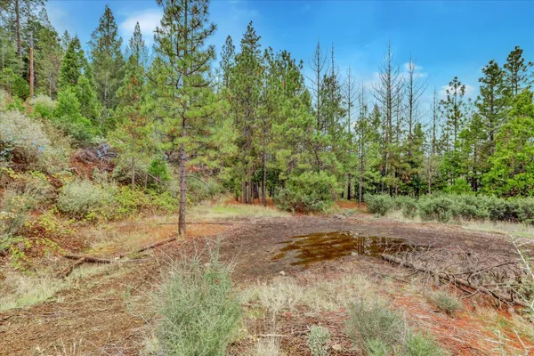 a view of a forest with trees in the background