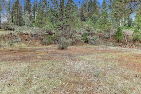 a view of a yard with a tree