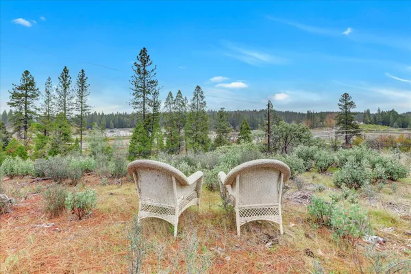 a view of a forest with trees in the background
