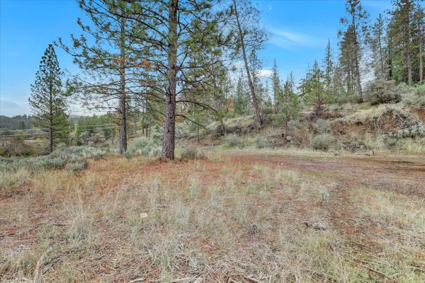 a view of a forest with trees in the background