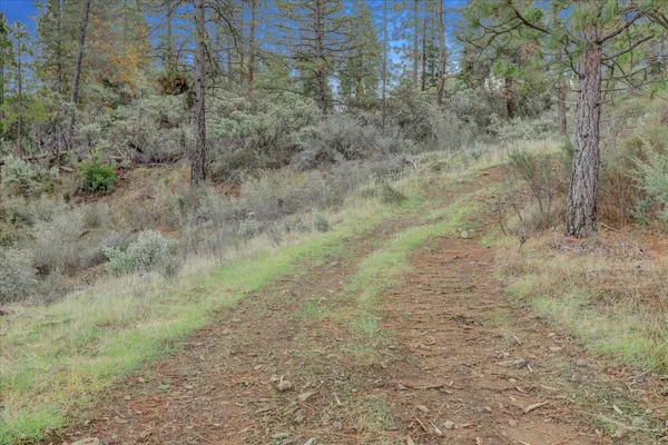a view of a dry yard with trees in the background