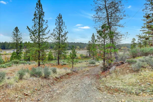 a view of a dry yard with trees in the background