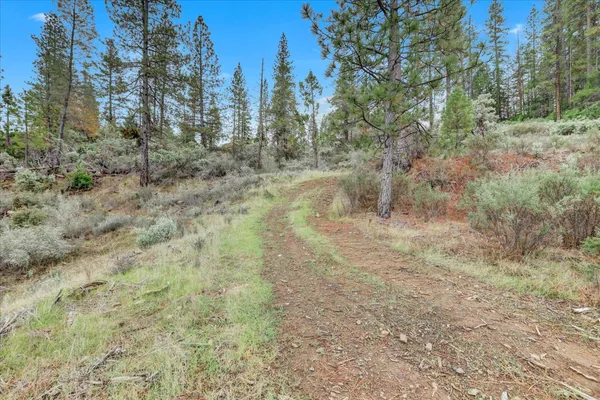 a view of a forest with trees in the background