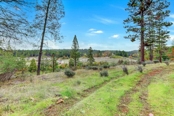 a view of a dry yard with trees in the background
