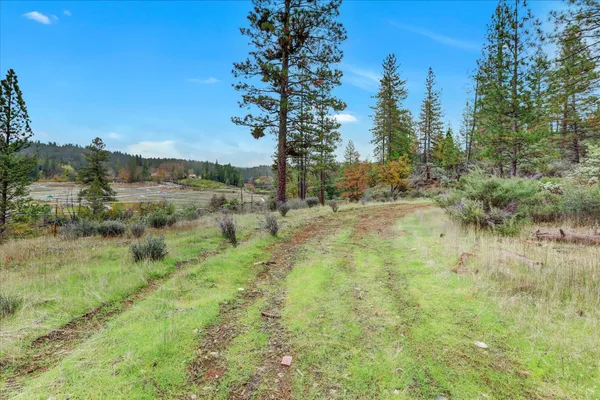 a view of a yard with a tree