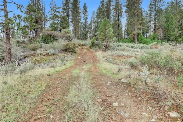 a view of a yard with a tree
