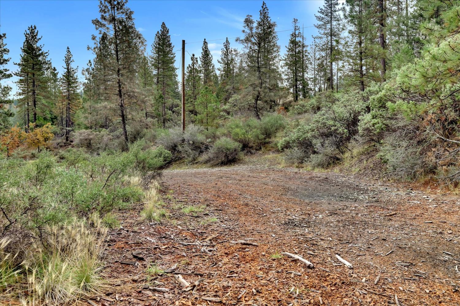 1349 Idaho Maryland Road Grass Valley, CA 95945 - Photo 62 of 89 a view of a forest with trees in the background