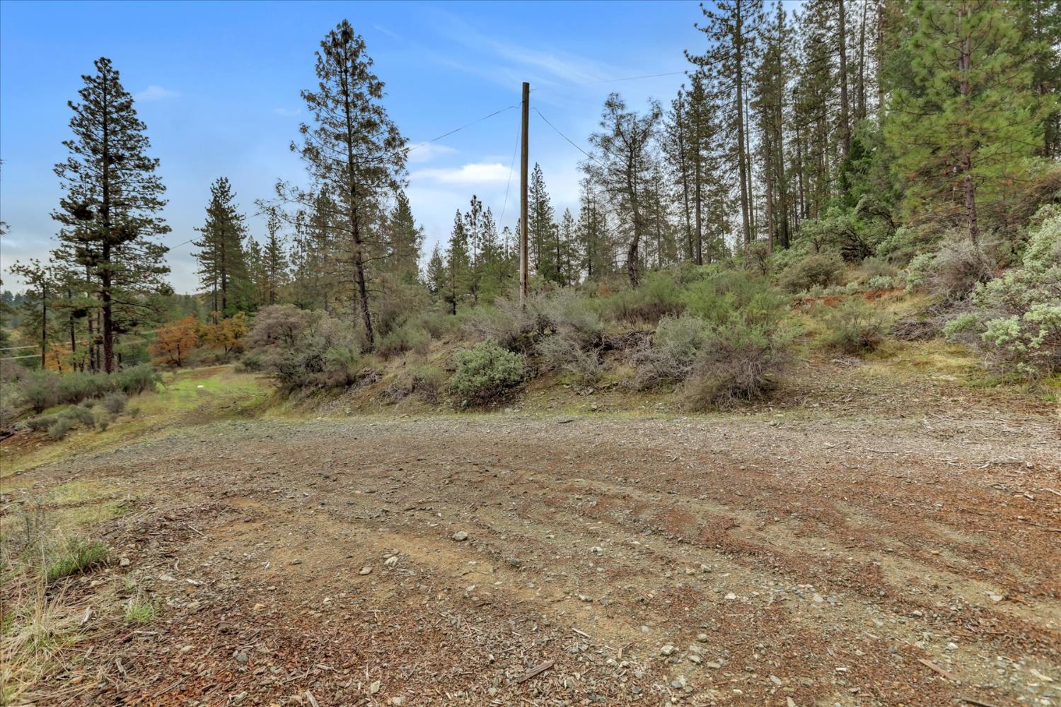 1349 Idaho Maryland Road Grass Valley, CA 95945 - Photo 68 of 89 a view of a forest with trees in the background