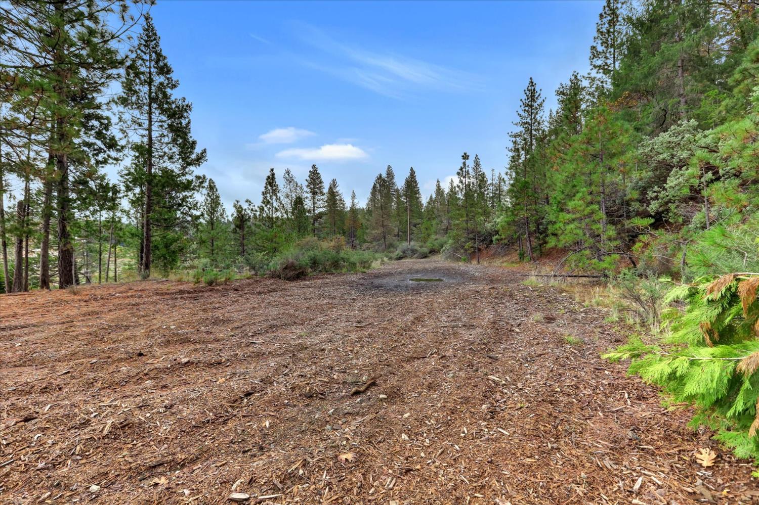 1349 Idaho Maryland Road Grass Valley, CA 95945 - Photo 69 of 89 a view of a field with trees in the background