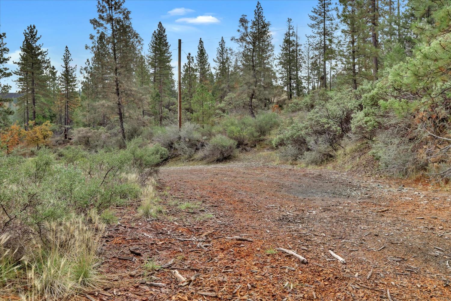 1349 Idaho Maryland Road Grass Valley, CA 95945 - Photo 72 of 89 a view of a forest with trees in the background