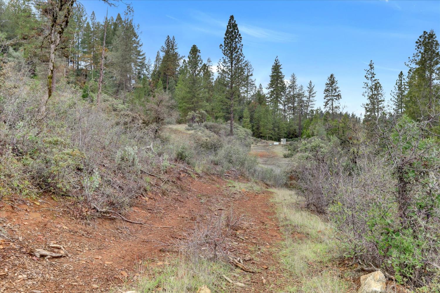 1349 Idaho Maryland Road Grass Valley, CA 95945 - Photo 80 of 89 a view of a dry yard with trees in the background