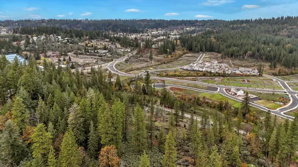a view of a big yard with plants and large trees